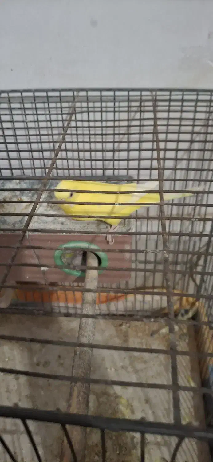 مرغ عشق|پرنده|قم, قلعه عموحسین|دیوار