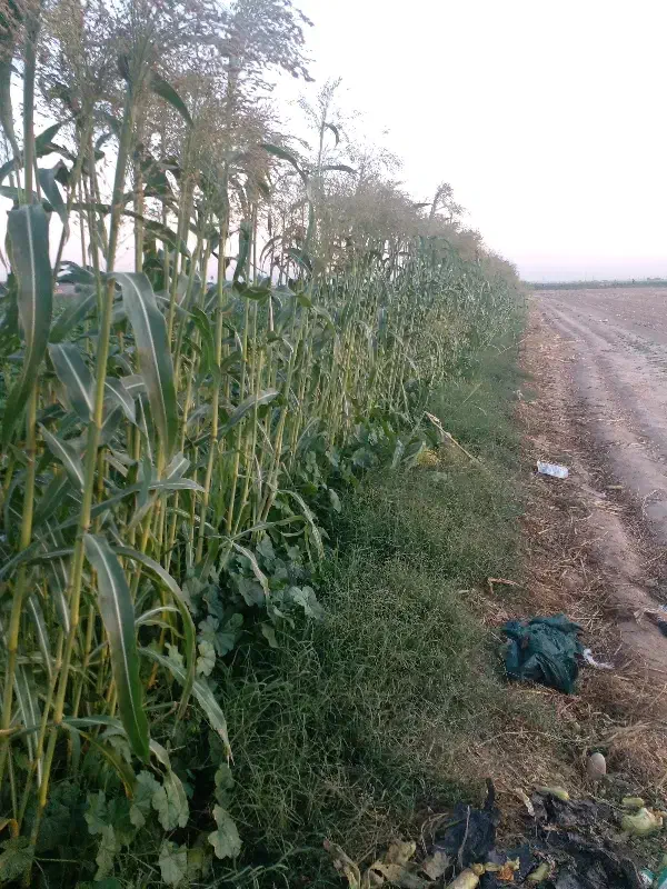 کشاورزی|گل و گیاه طبیعی|اندیمشک, |دیوار