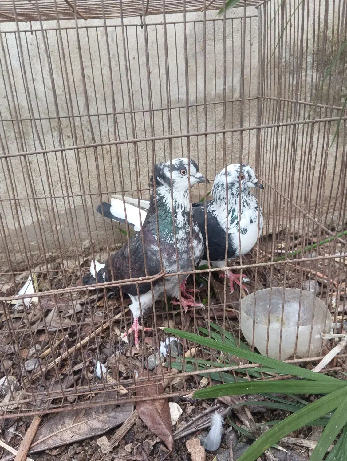 چند جفت کبوتر پرشی|پرنده|لنگرود, |دیوار