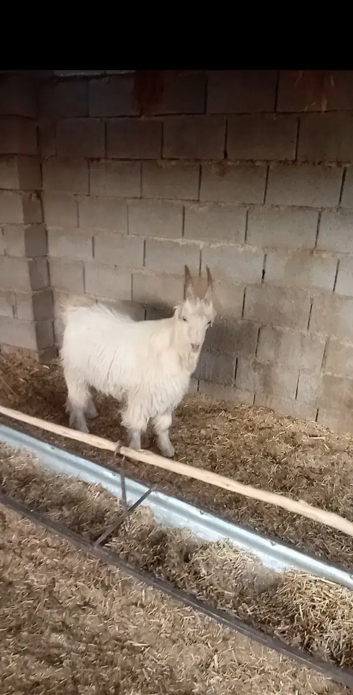 کهره نر شاخ جفت مخصوص داشت|حیوانات مزرعه|افزر, |دیوار