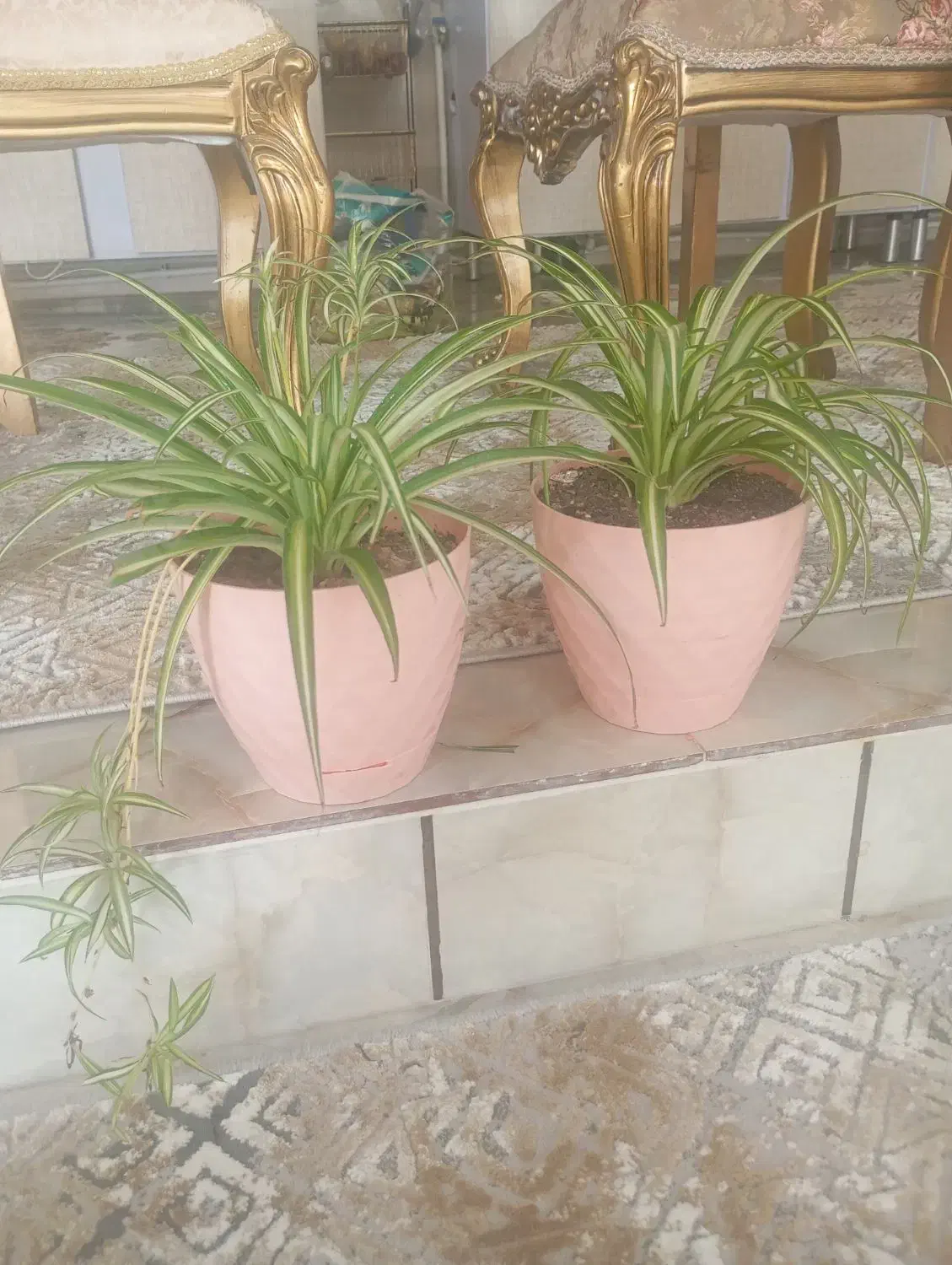 گل طبیعی|گل و گیاه طبیعی|ایلام, |دیوار