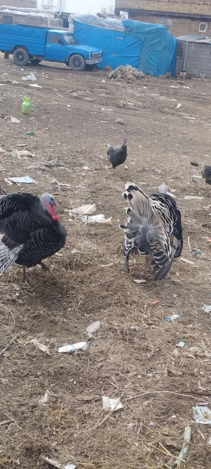 بوقلمون روستایی|حیوانات مزرعه|نوشین شهر, |دیوار