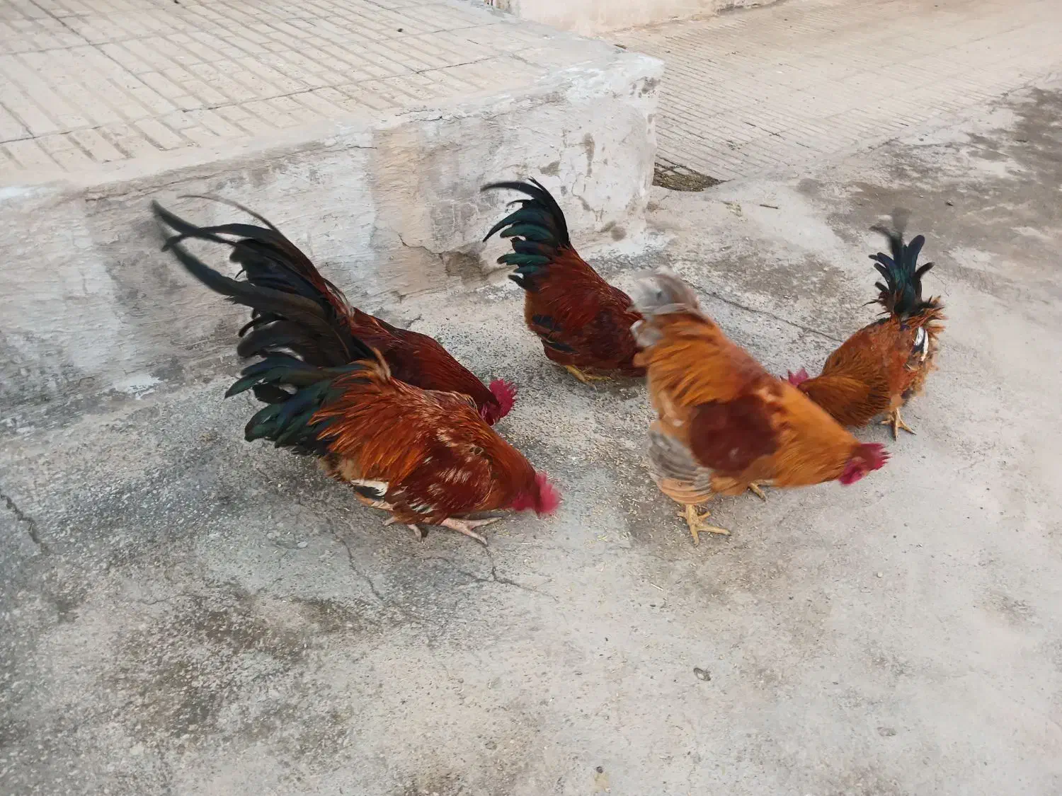 فروش خروس محلی|حیوانات مزرعه|اسفرورین, |دیوار