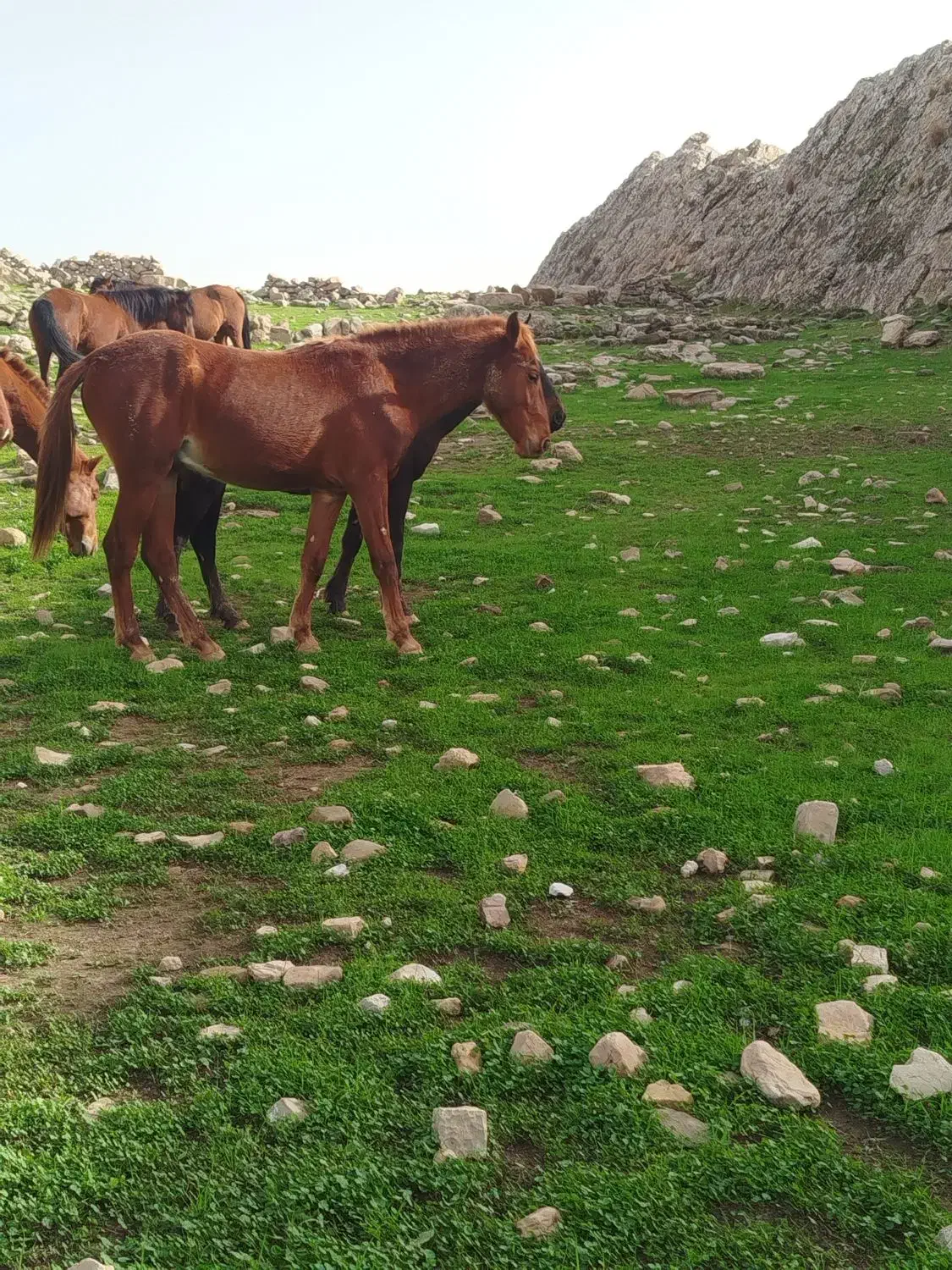 رمه عشایری|اسب و تجهیزات اسب‌سواری|مریوان, |دیوار