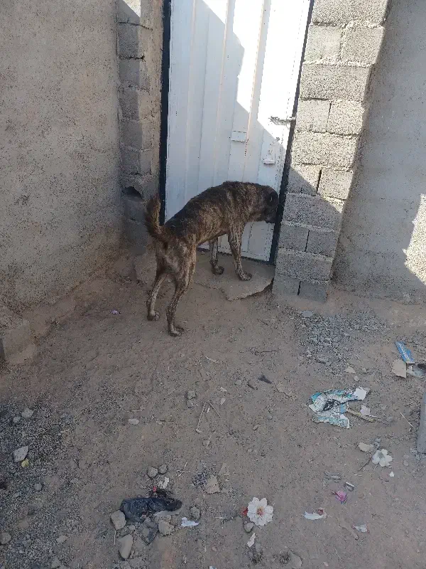 سگ گلی|سگ|قائن, |دیوار