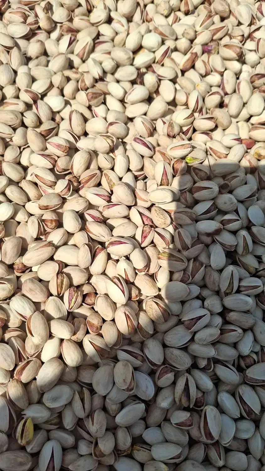 پسته پوک خریداریم|خدمات باغبانی و درختکاری|رفسنجان, |دیوار