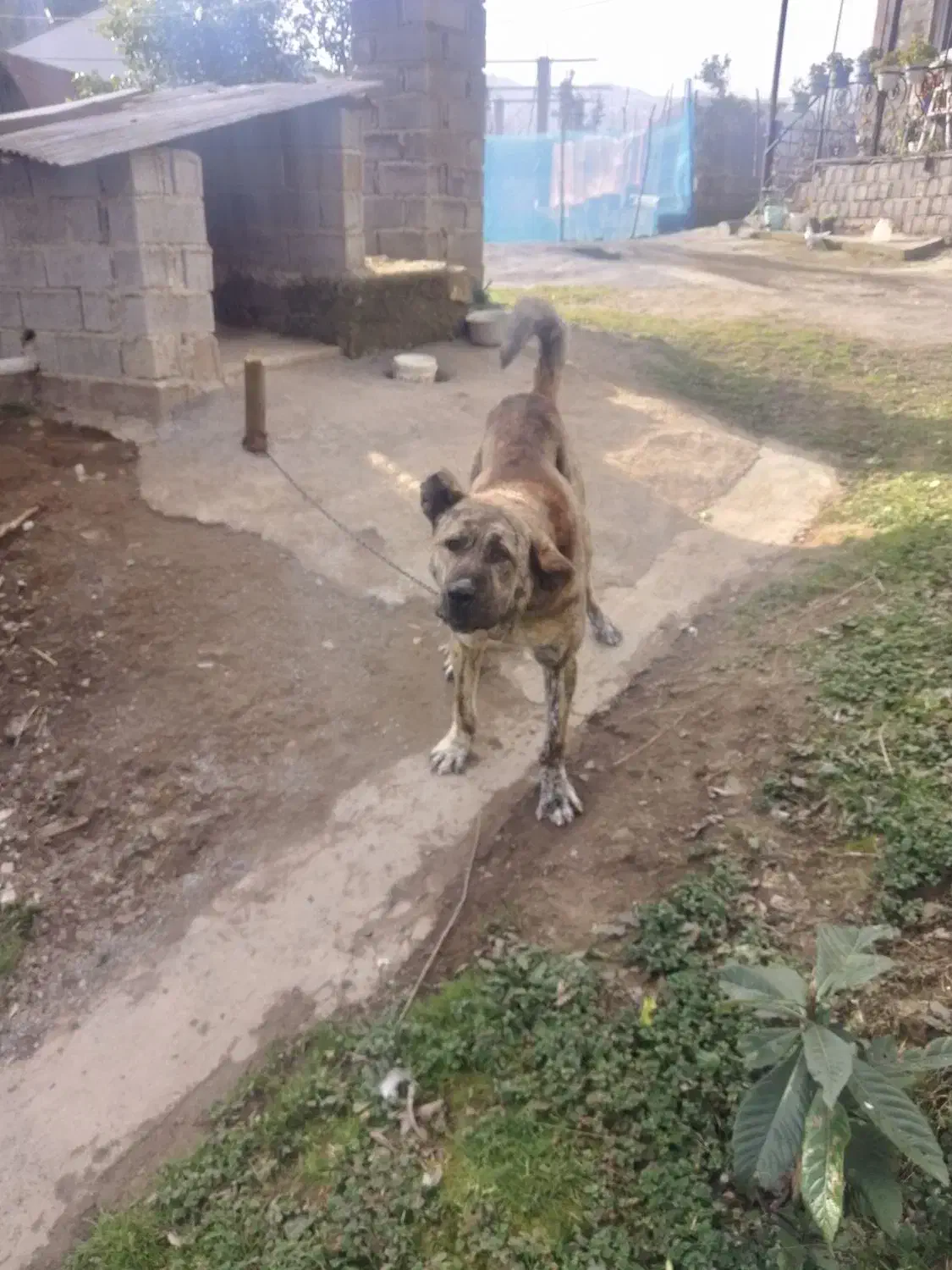 سگ سرابی|سگ|اطاقور, |دیوار