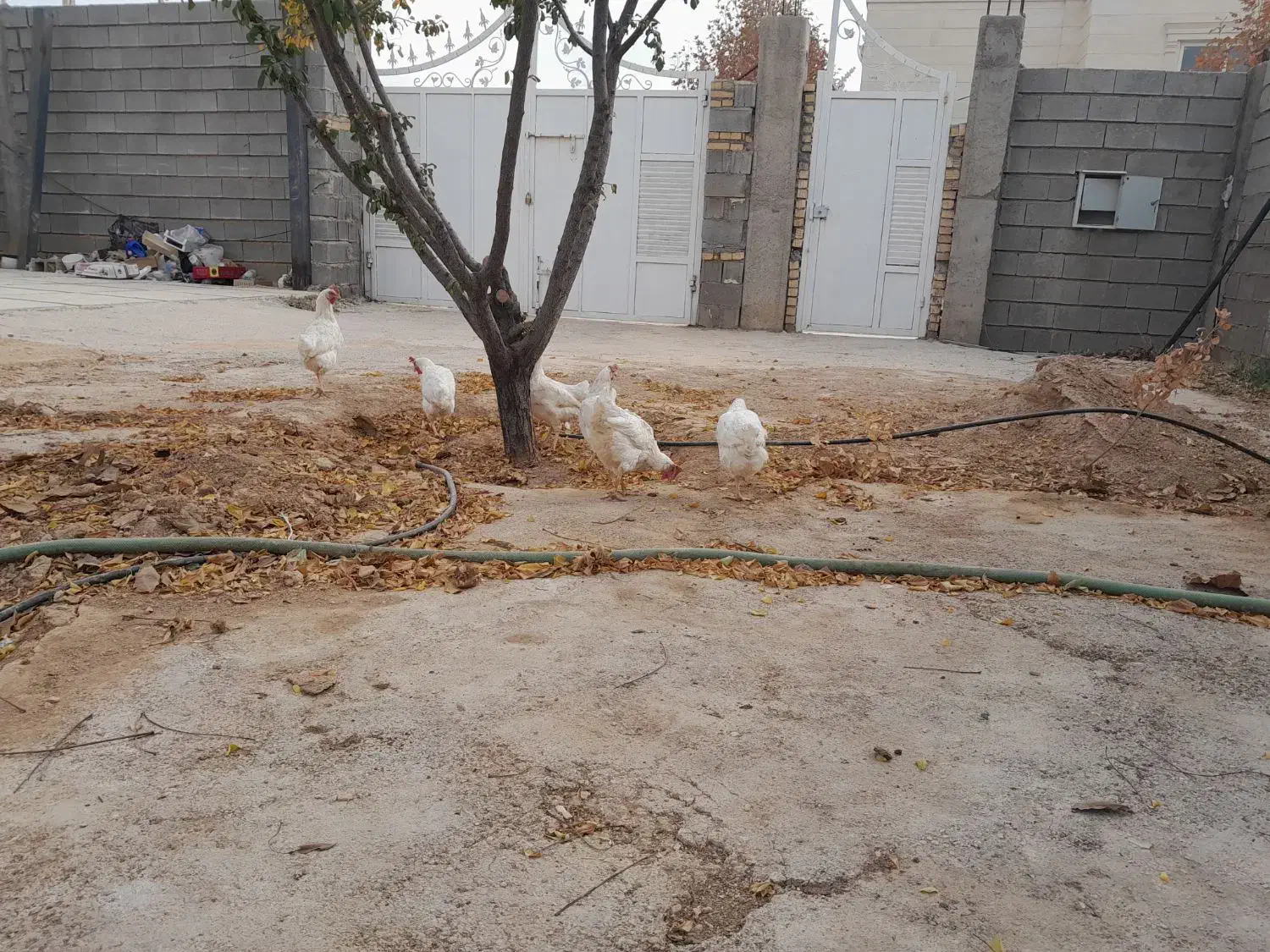 مرغ تخم گذار|حیوانات مزرعه|شیراز, باغشهر اهل بیت|دیوار