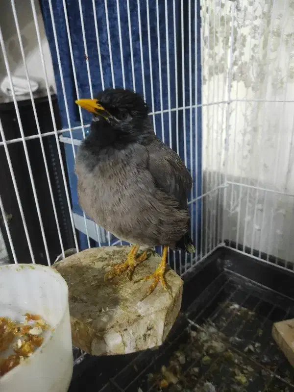 پرنده فروشی|پرنده|تهران, جوادیه تهرانپارس|دیوار