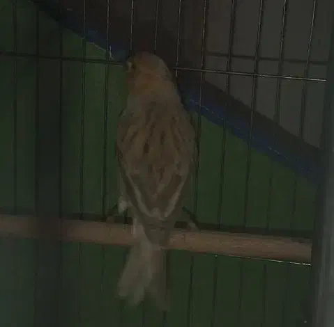 قناری نر آواز خوان|پرنده|شاهینشهر, بنیاد ازدواج|دیوار