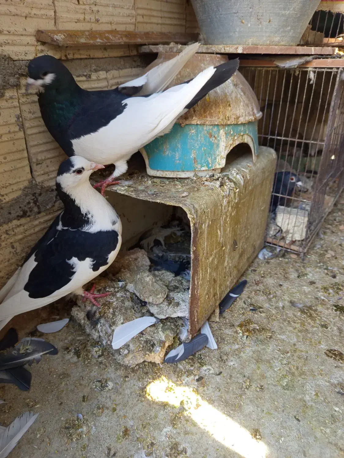 کبوتر یال دم نر .ماده پشتی|پرنده|شیراز, شیخ علی چوپان|دیوار