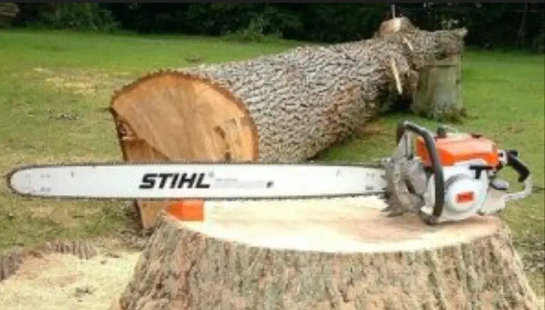 هرس انواع دخت و قطع انجام می دهیم|خدمات باغبانی و درختکاری|قشم, |دیوار