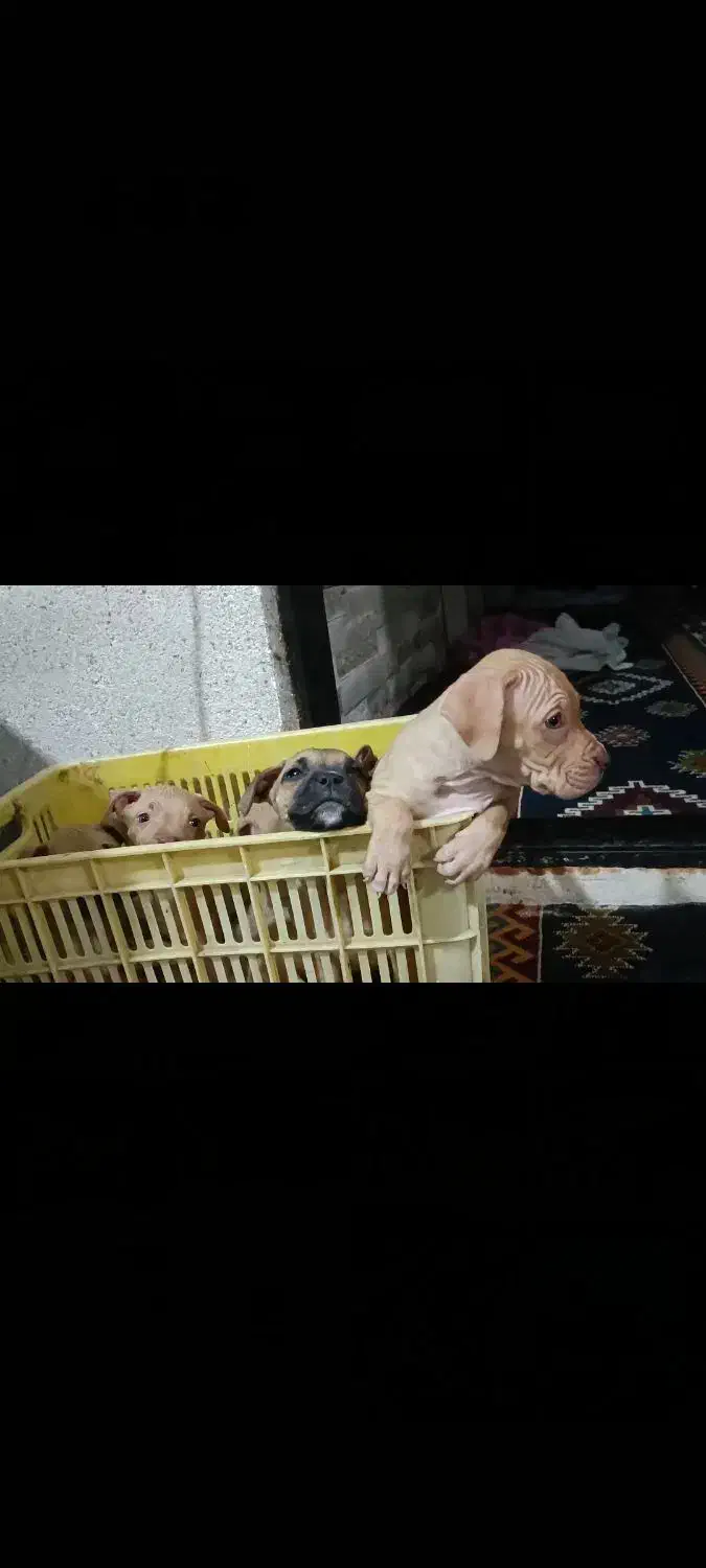 توله پیت بول رد نویز و بلک نویز|سگ|تهران, خانیآباد|دیوار