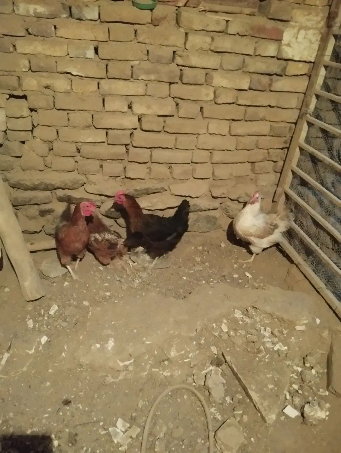 مرغ تخمگذار|حیوانات مزرعه|سبزوار, گلشن|دیوار