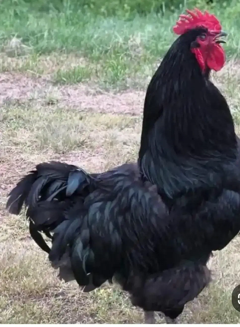 مرغ خروس سیاه سفید مشکی قربانی آنلاین حضوری ارسال|حیوانات مزرعه|تهران, گیشا|دیوار