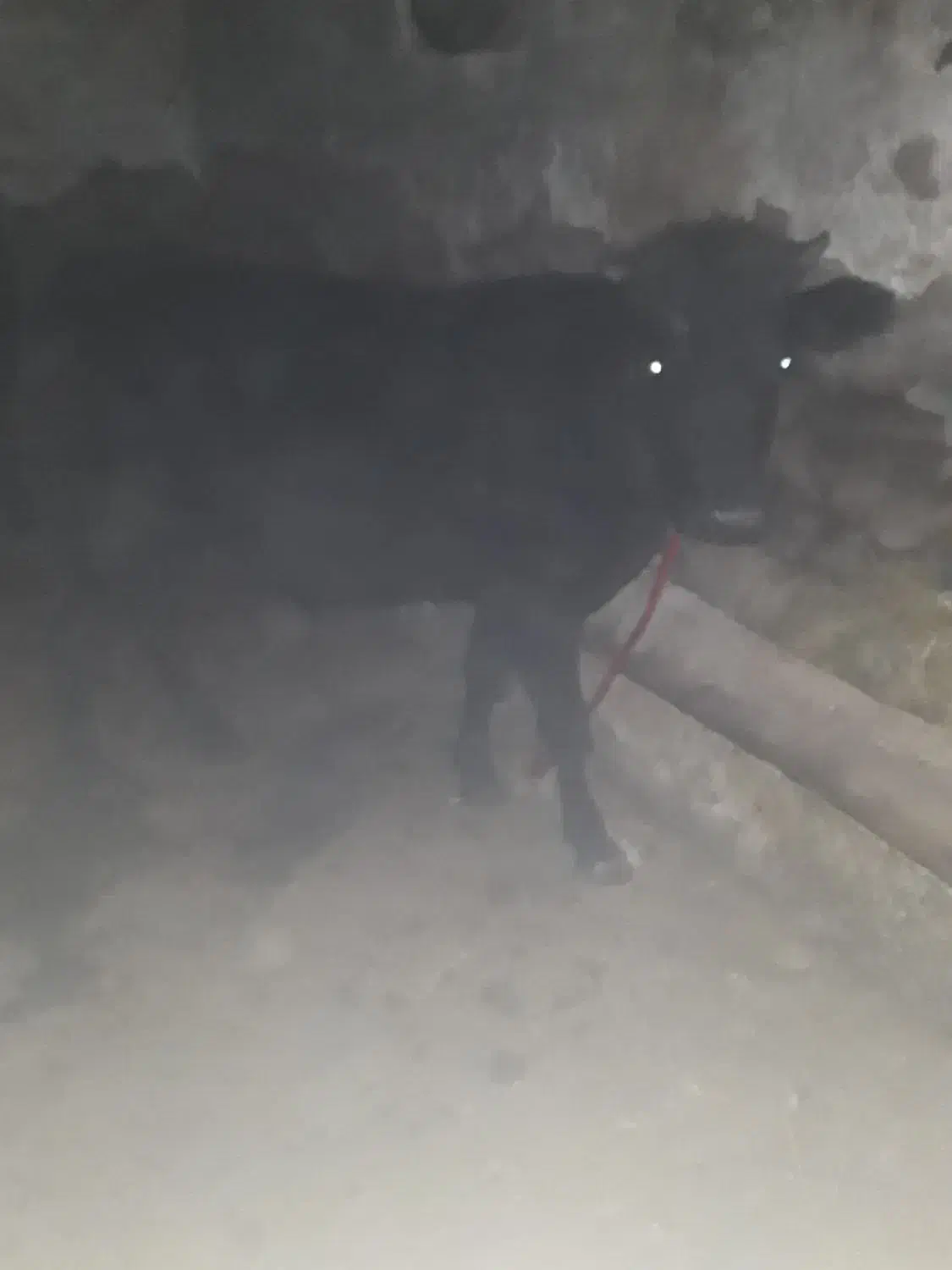 گوساله|حیوانات مزرعه|اهر, |دیوار