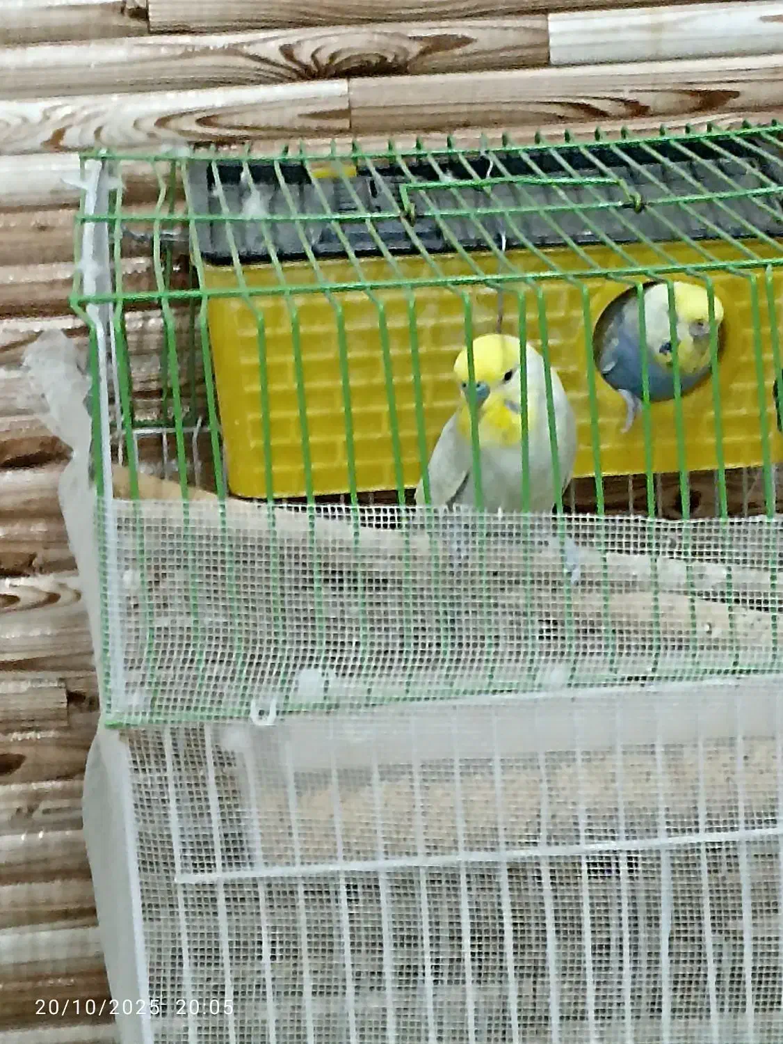 مرغ عشق|پرنده|مریوان, |دیوار