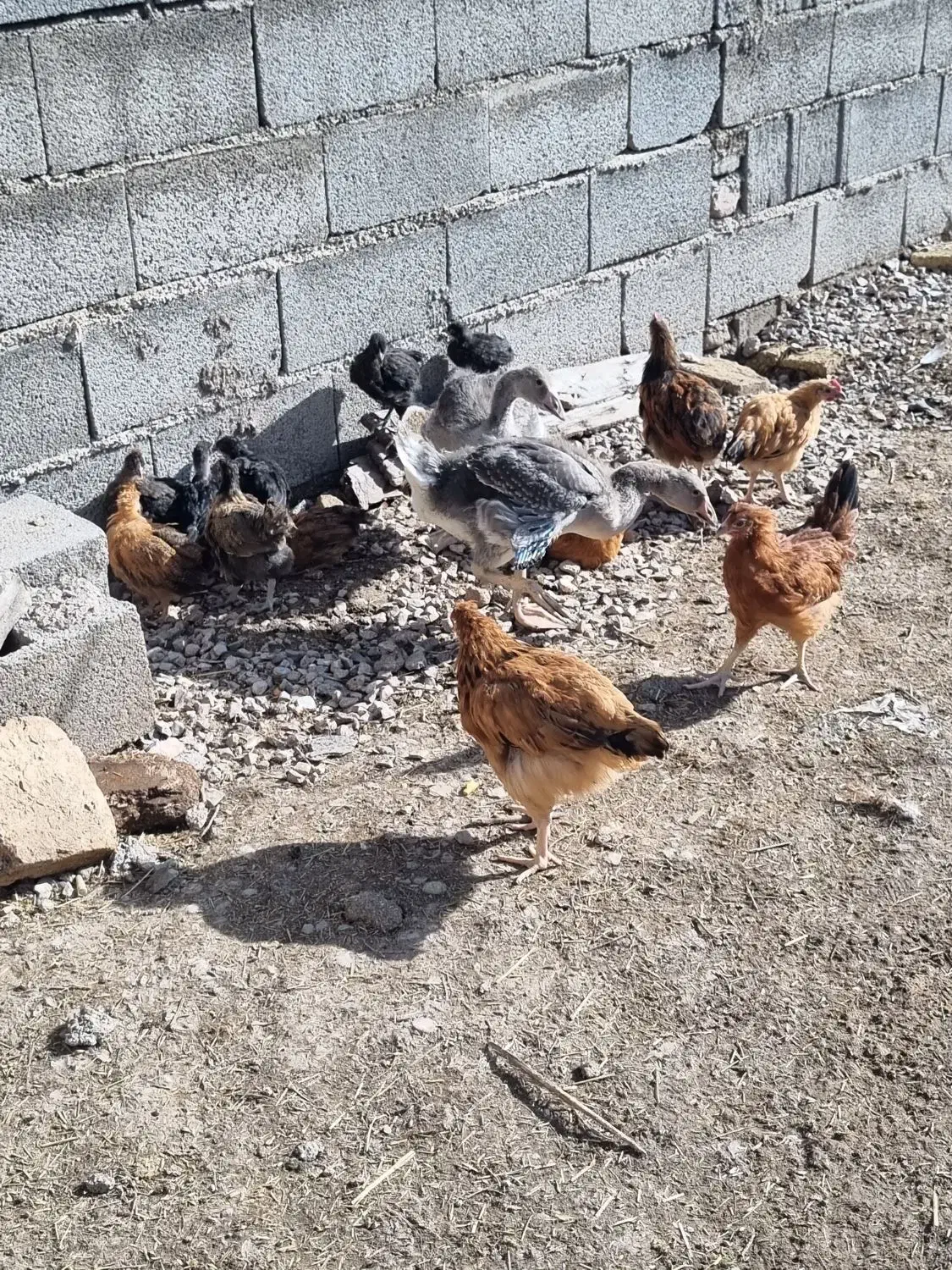 جوجه|حیوانات مزرعه|کرمانشاه, |دیوار