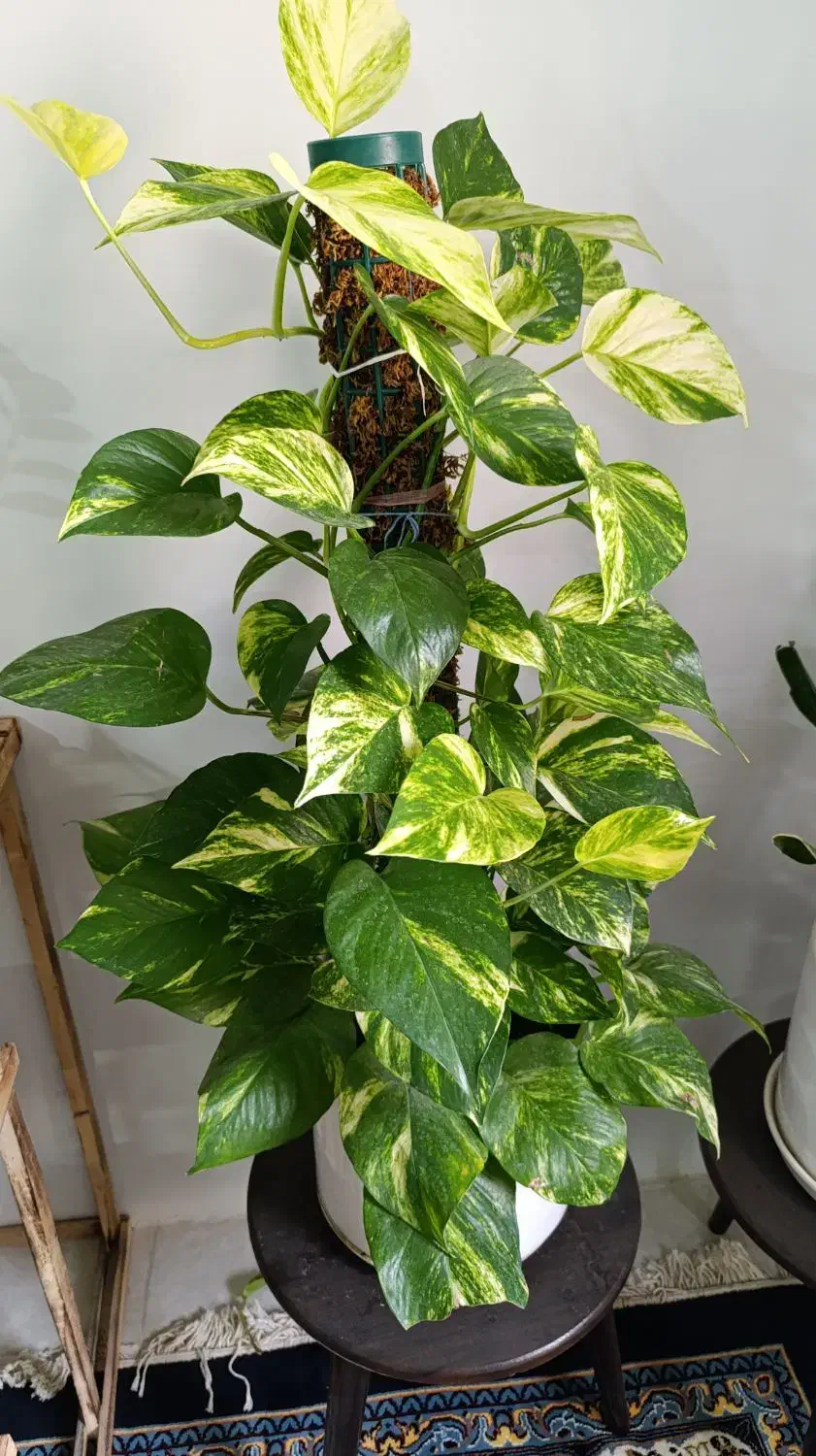 گل های شاداب|گل و گیاه طبیعی|بجنورد, |دیوار