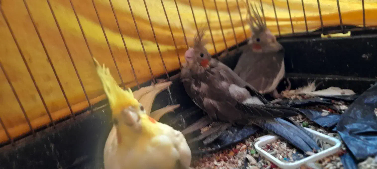 یک جفت عروس هلندی مولد|پرنده|گرمدره, |دیوار