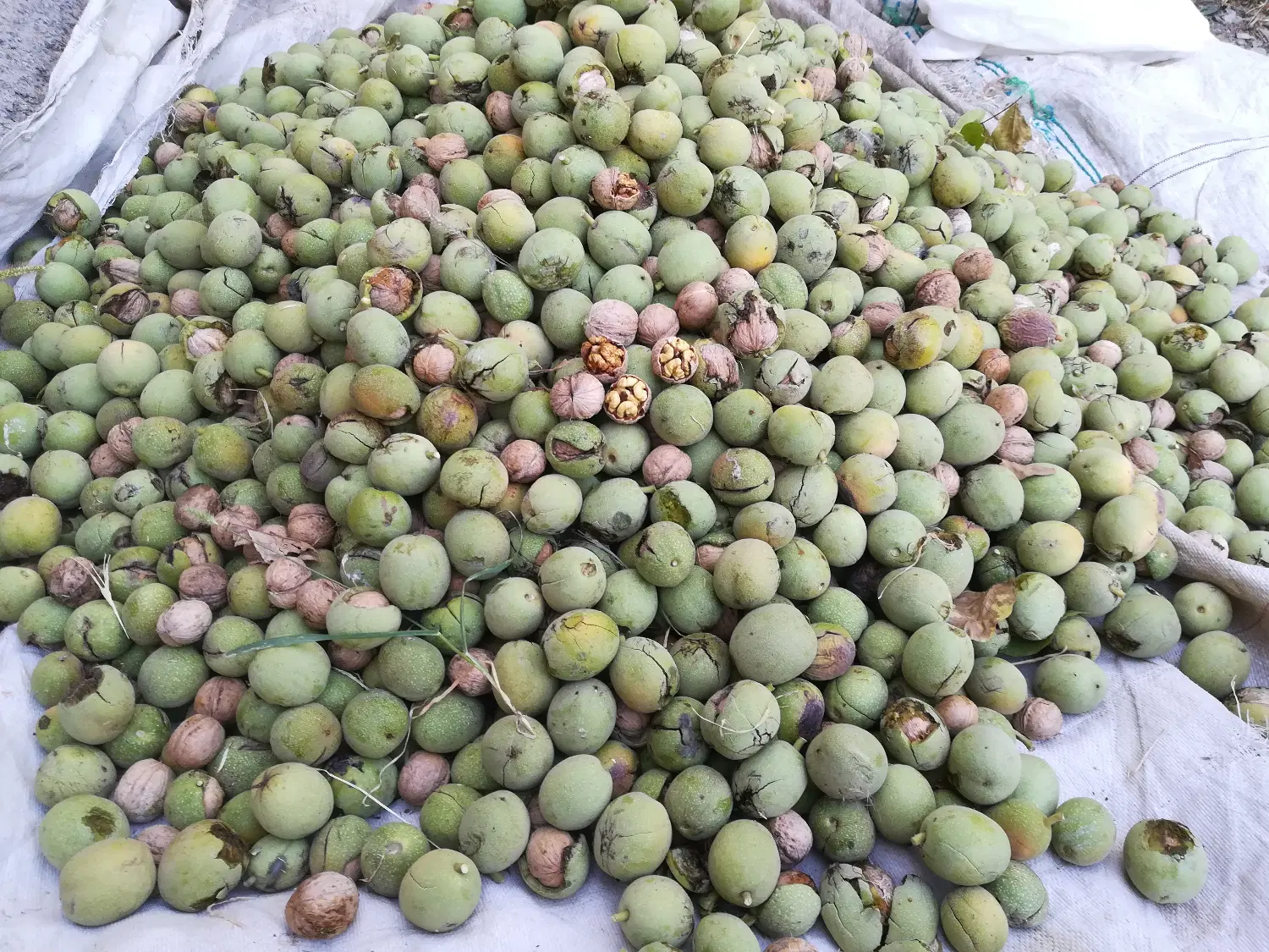 گردو|خوردنی و آشامیدنی|ملکشاهی, |دیوار