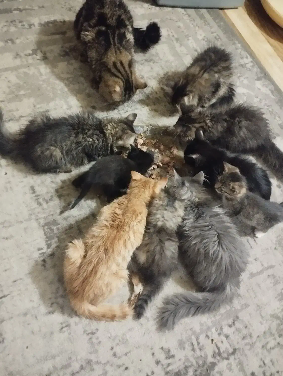 واگذاری گربه|گربه|کهریزک, |دیوار