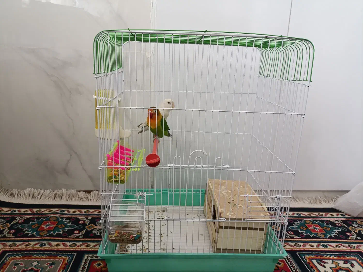 یک جفت کوتوله برزیلی|پرنده|شیراز, گلکوب|دیوار