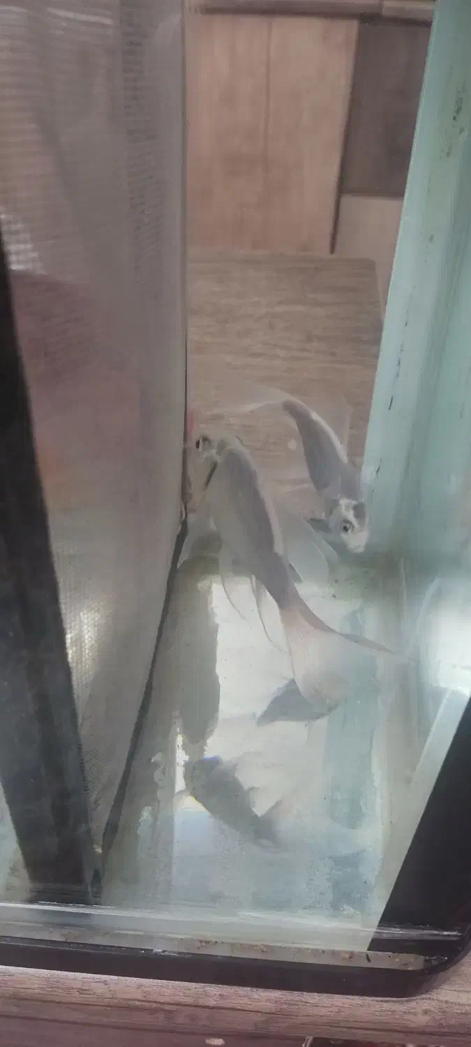 ماهی کوی|ماهی|تبریز, |دیوار