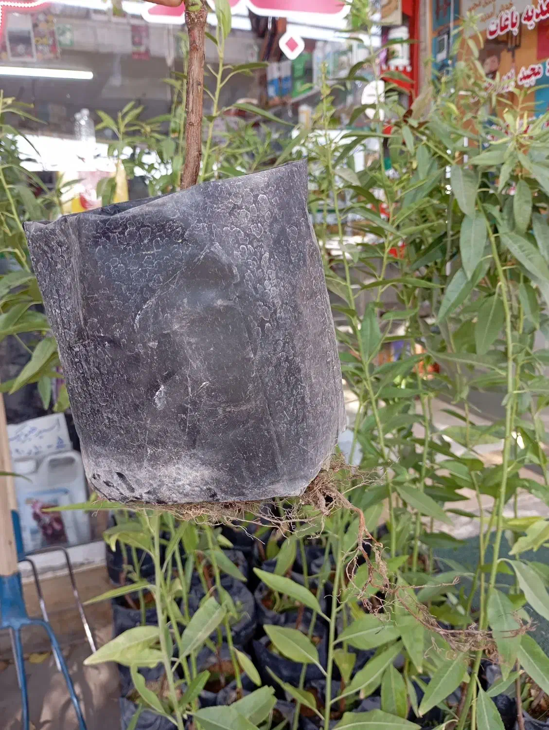 نهال بادام پایه رویشی|گل و گیاه طبیعی|زنجان, |دیوار