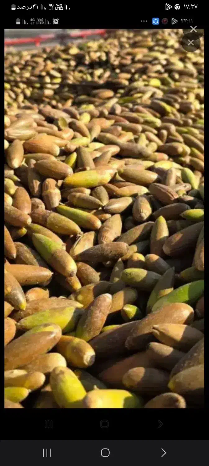 فروش بلوط کیلویی ۱۰۰۰۰|خوردنی و آشامیدنی|چیتاب, |دیوار