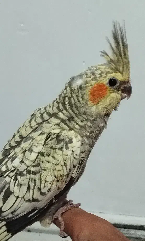 عروس هلندی همراه با جوجه|پرنده|کرمانشاه, |دیوار