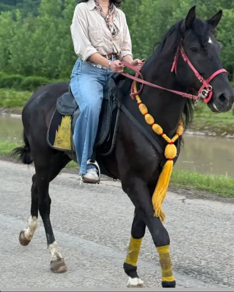 اسب مشکی دوخون|اسب و تجهیزات اسب‌سواری|ماسال, |دیوار