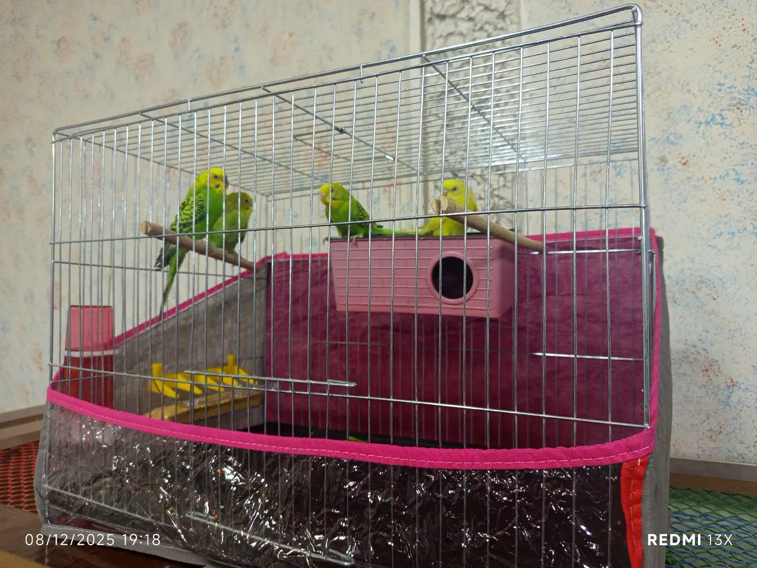 ۲عدد مرغ عشق نر و ماده با قفس|پرنده|چالدران, |دیوار