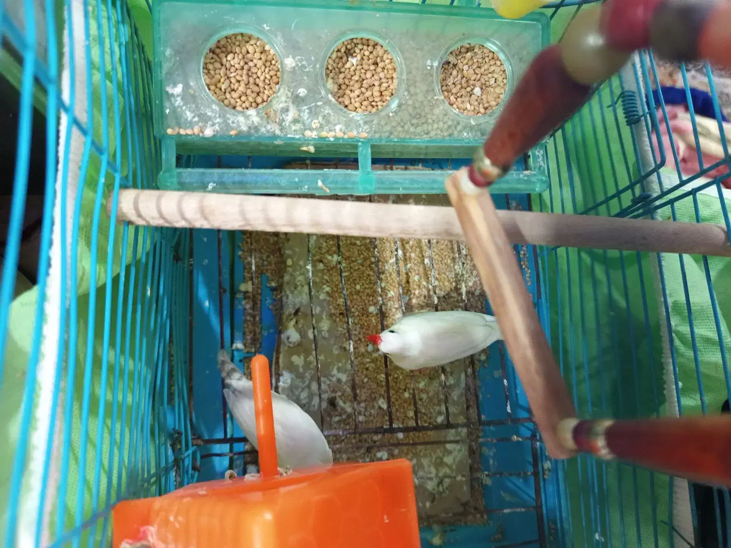 فنچ|پرنده|کرمان, |دیوار