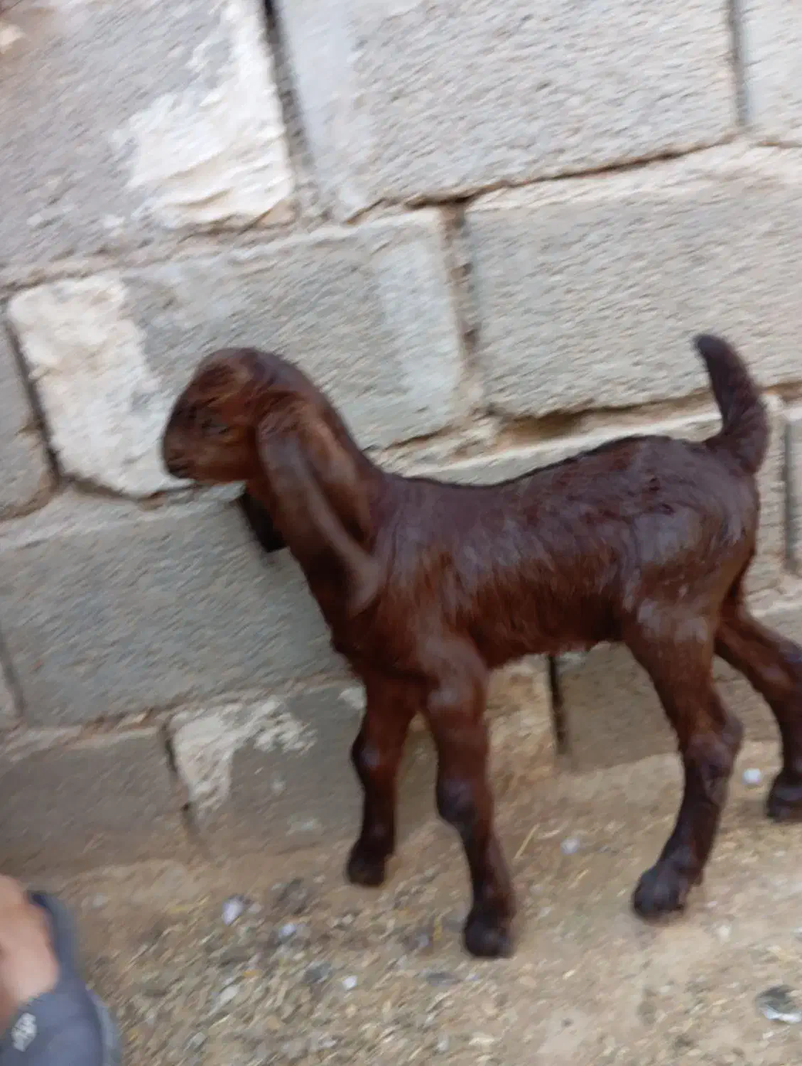 یک عددکهره ی نردرجه 1|حیوانات مزرعه|جنت, |دیوار