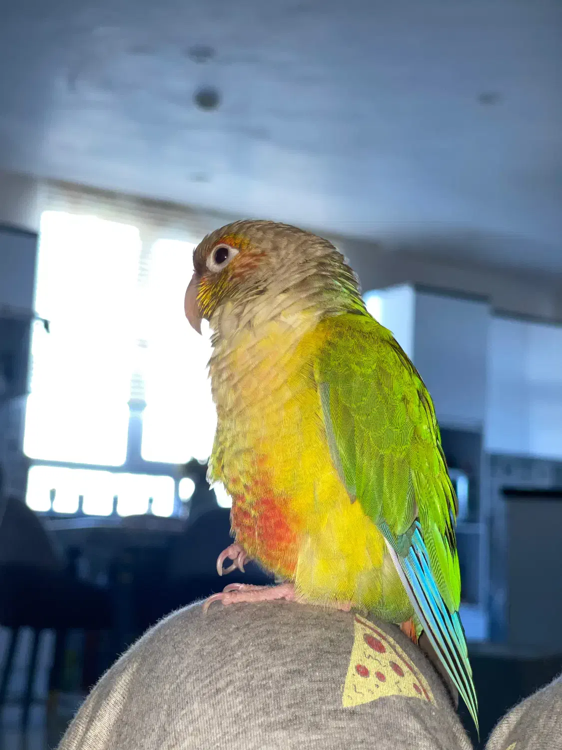 گرینچیک|پرنده|شهر ری, جوانمرد قصاب|دیوار