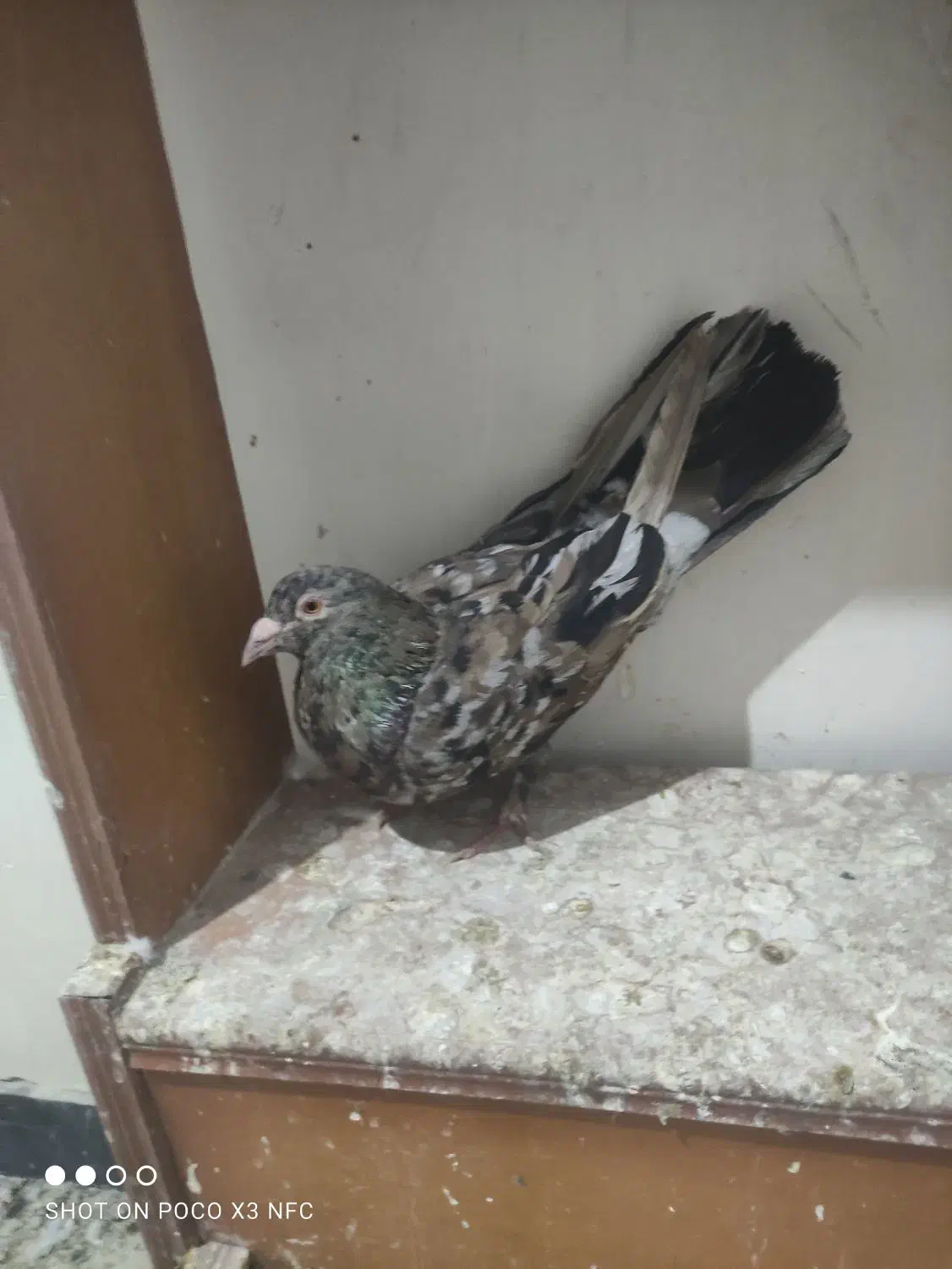 کبوتر سرور|پرنده|بهبهان, |دیوار