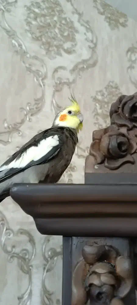 عروس هلندی گمشده|حیوانات|زنجان, |دیوار