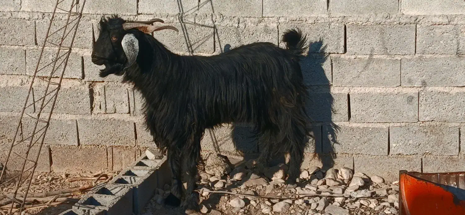 کهره‌ی یک ساله|حیوانات مزرعه|جنت, |دیوار