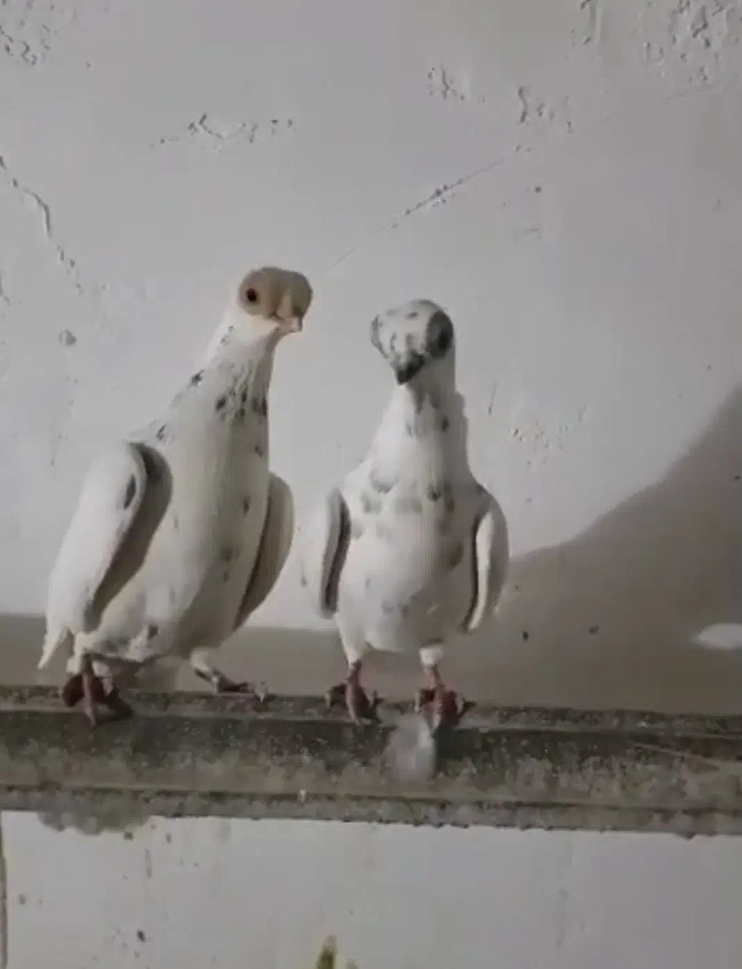 جفت کبوتر چشم تلسکوپی وارداتی|پرنده|یاسوج, |دیوار