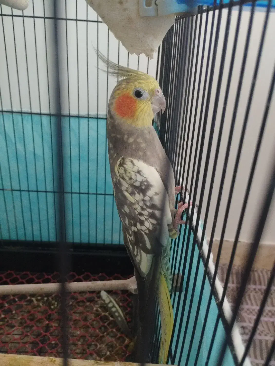 عروس هلندی ماده زیبا|پرنده|لاهیجان, کوی زمانی|دیوار