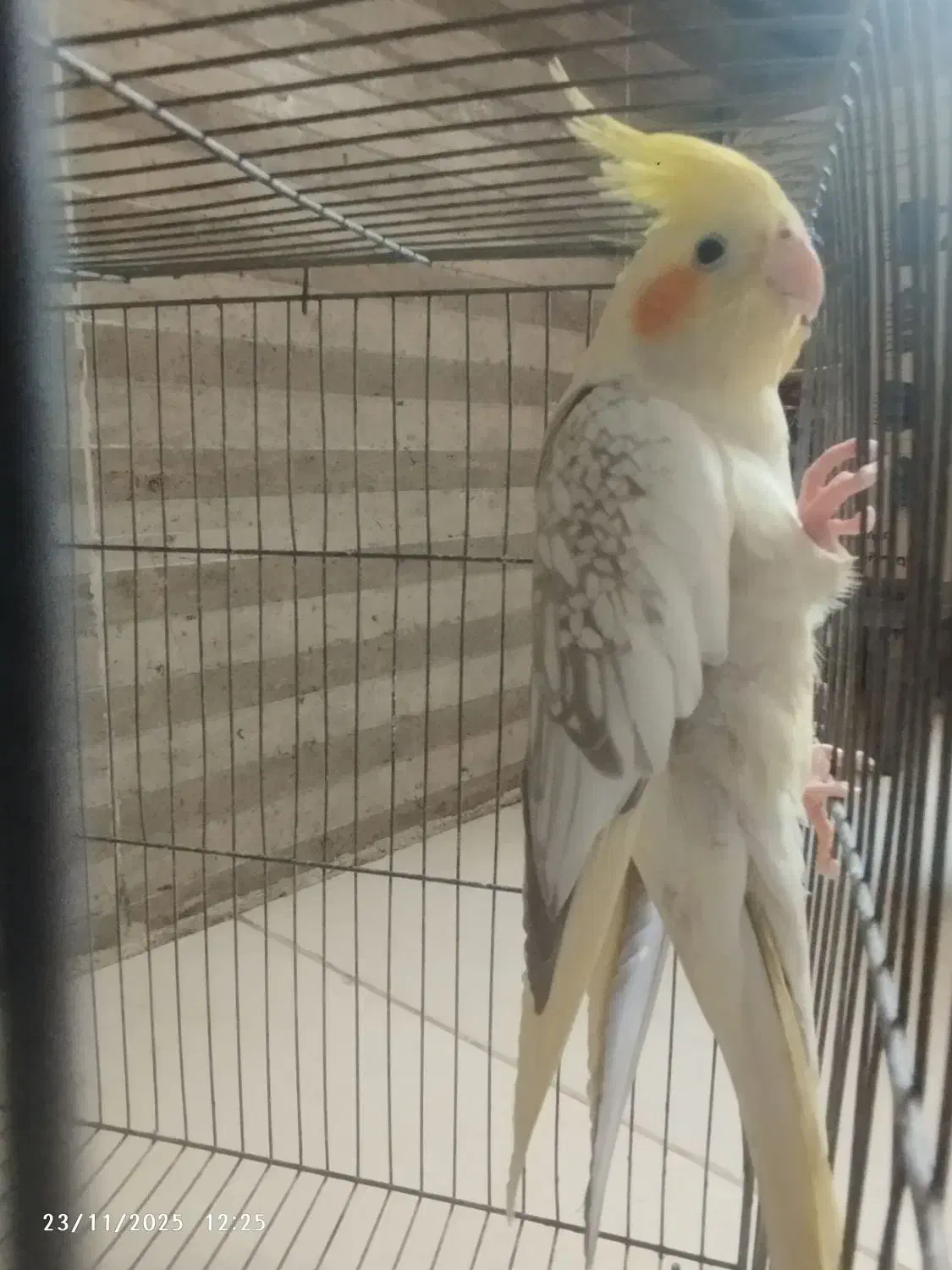 عروس هلندی|پرنده|ساوه, |دیوار