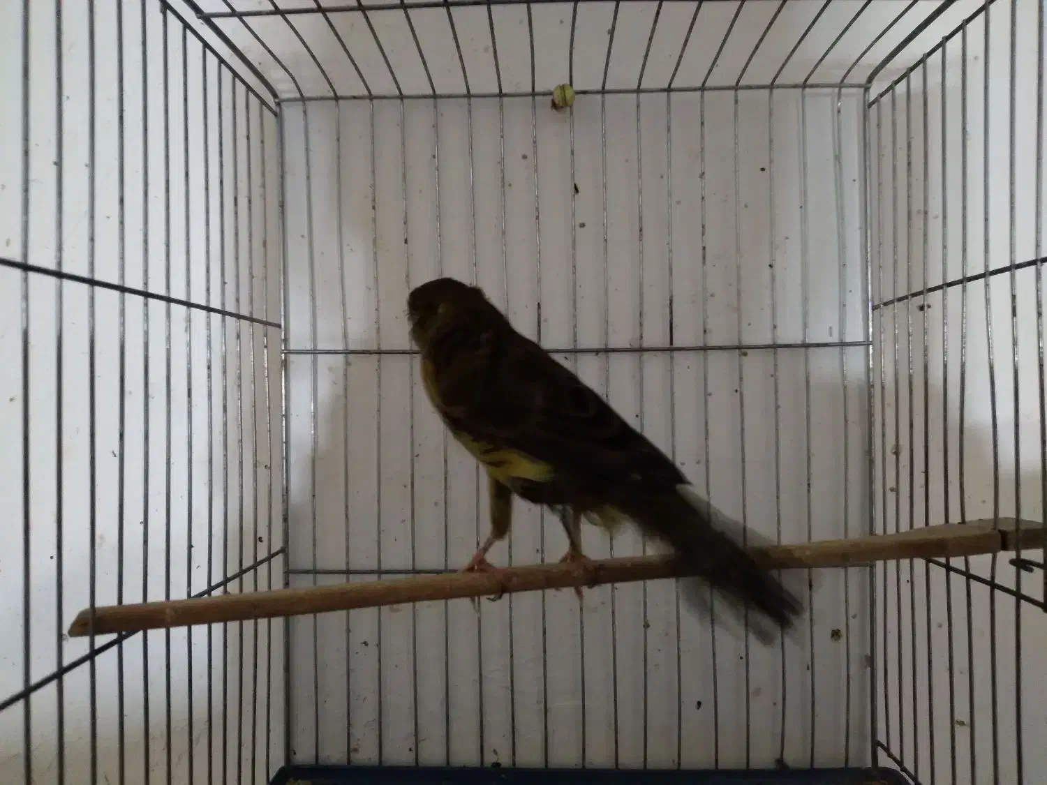 قناری ماده بلند|پرنده|همدان, |دیوار