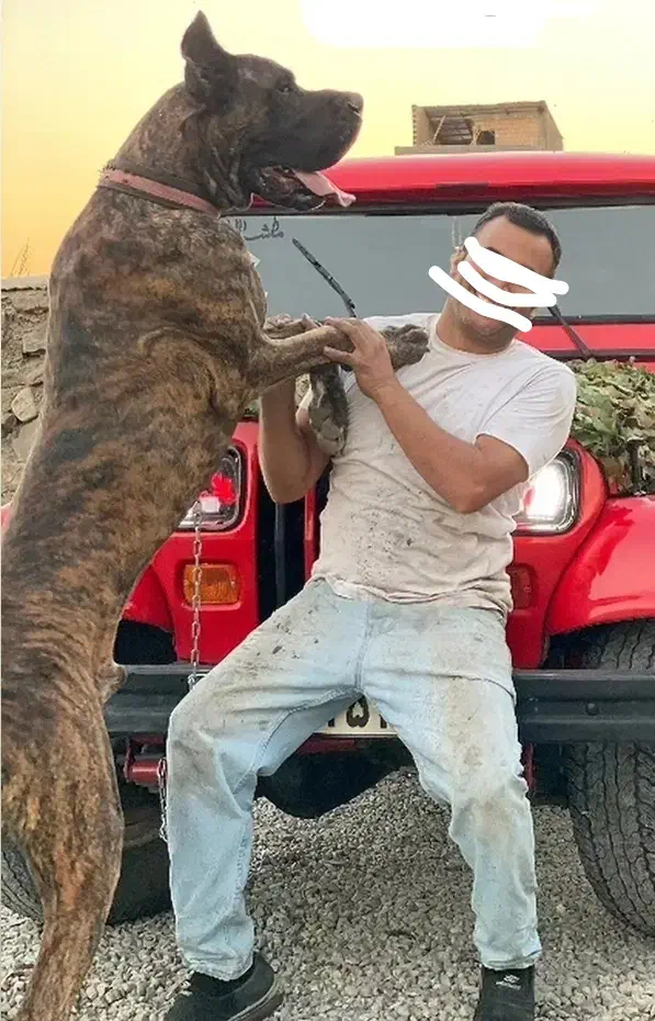 واگذاری سگ گریت دین گریدین نگهبان نر|سگ|تهران, شهرک امید|دیوار