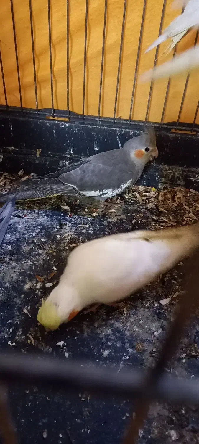 عروس هلندی نژاد لوتینووسیامون دونخور|پرنده|ری, شهید بهشتی|دیوار