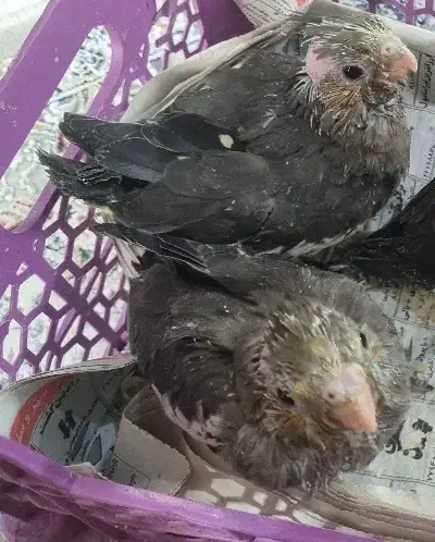 جوجه عروس هلندی|پرنده|تهران, جوانمردان (اندیشه)|دیوار