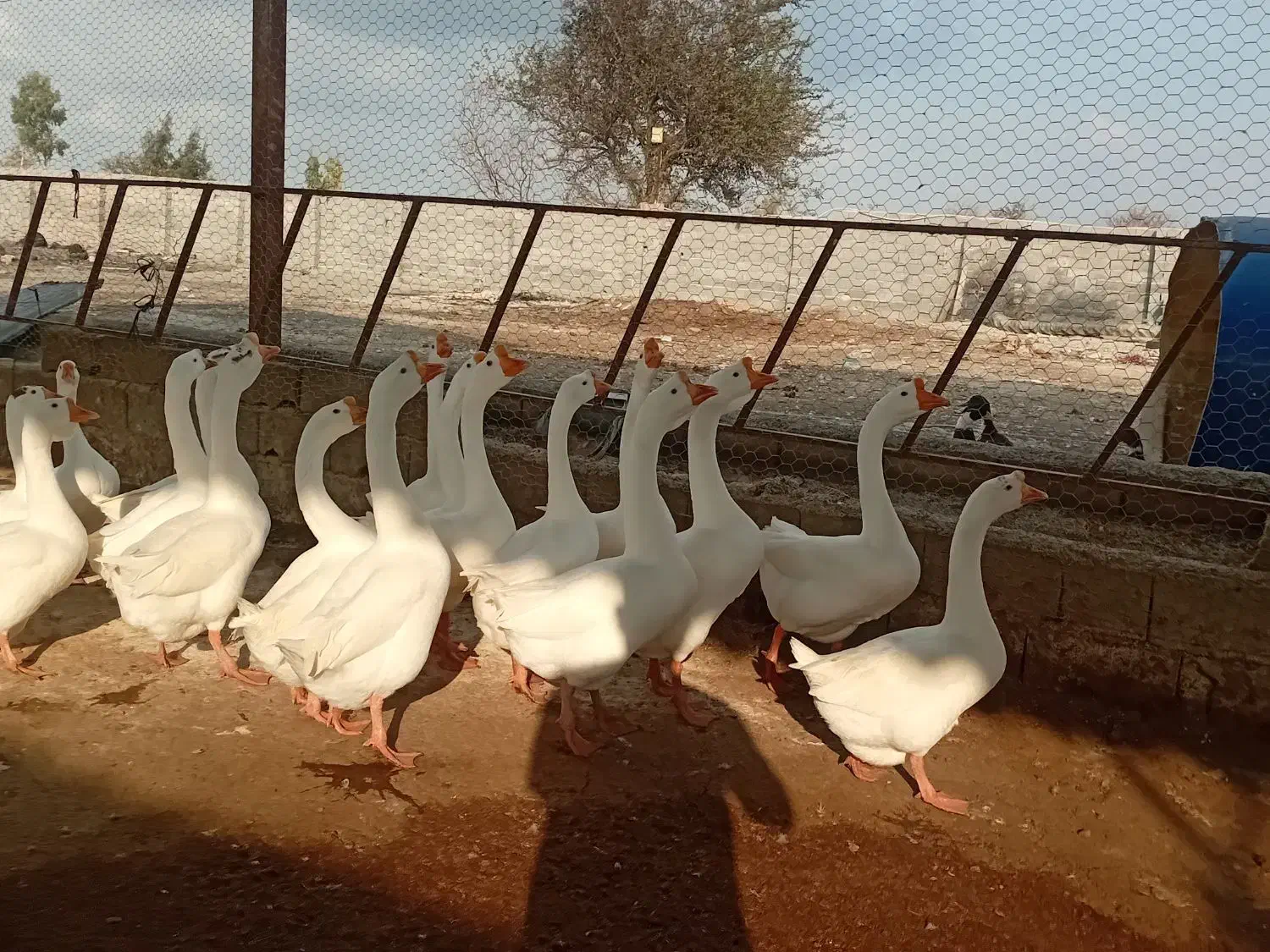 قو غاز|حیوانات مزرعه|گرگان, |دیوار