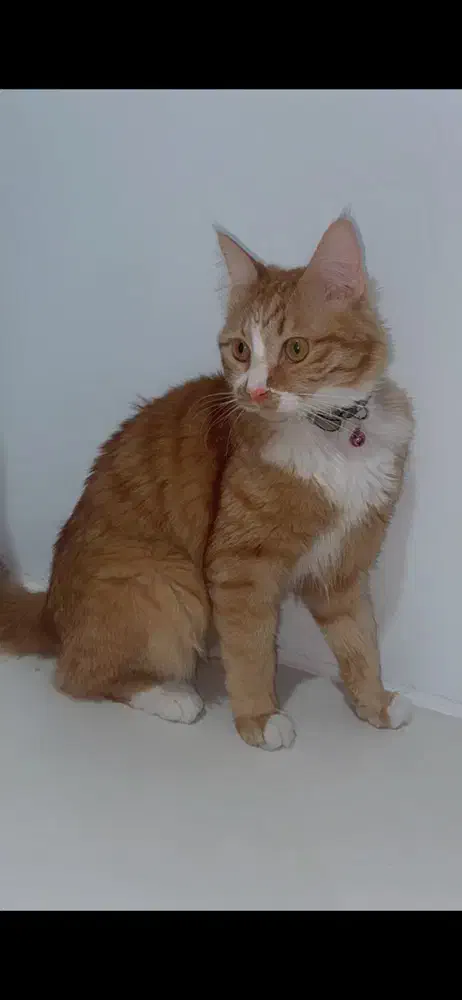 گربه واگذاری|گربه|مشهد, هنرستان|دیوار