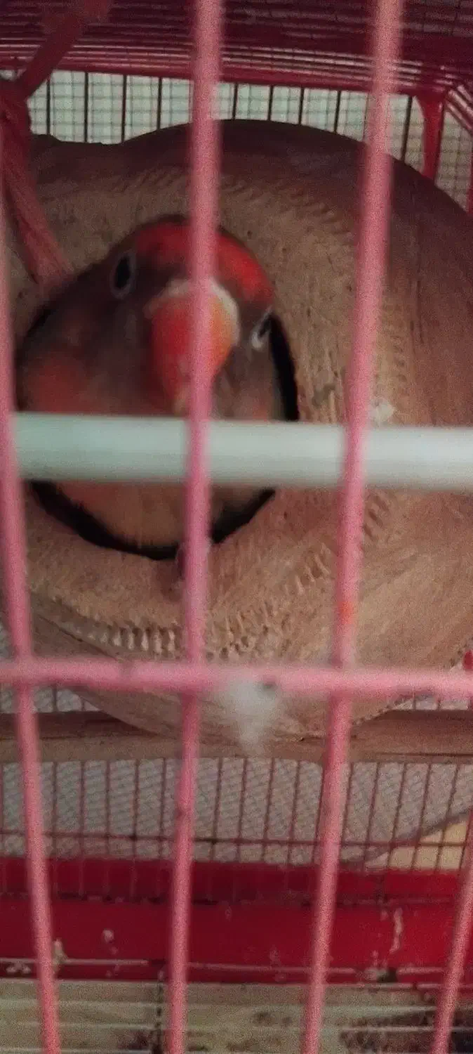 یک جفت برزیلی|پرنده|قشم, |دیوار