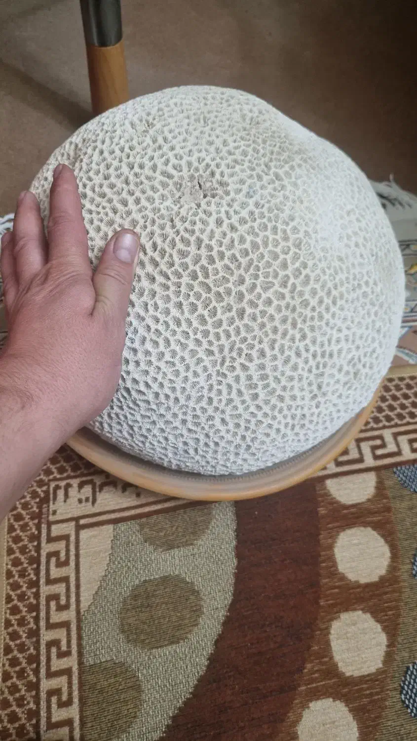 سنگ دریایی بزرگ|کلکسیون اشیاء عتیقه|شاهینشهر, خانه کارگر|دیوار